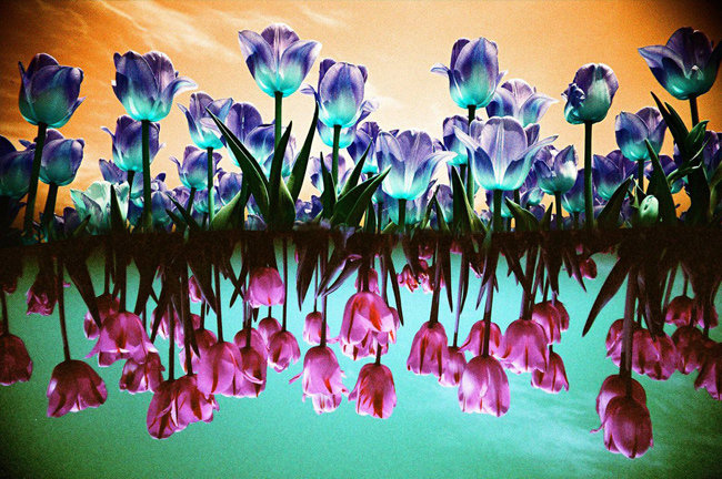 Фото - Фотопленка Lomochrome Purple и Lomochrome Turquoise